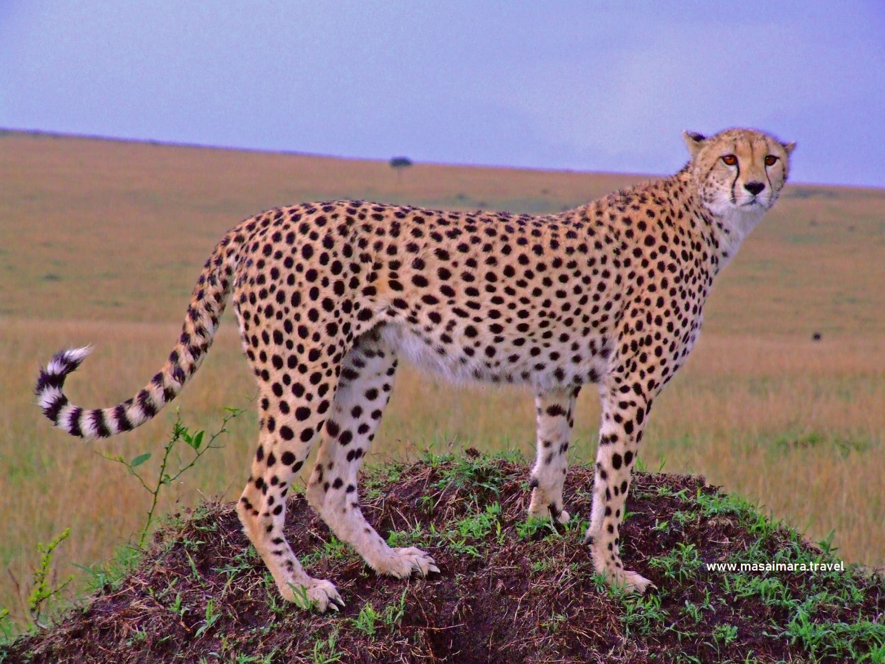 1800x1350 Masai Mara Photo & Image. Best Free HD Maasai Mara Picture