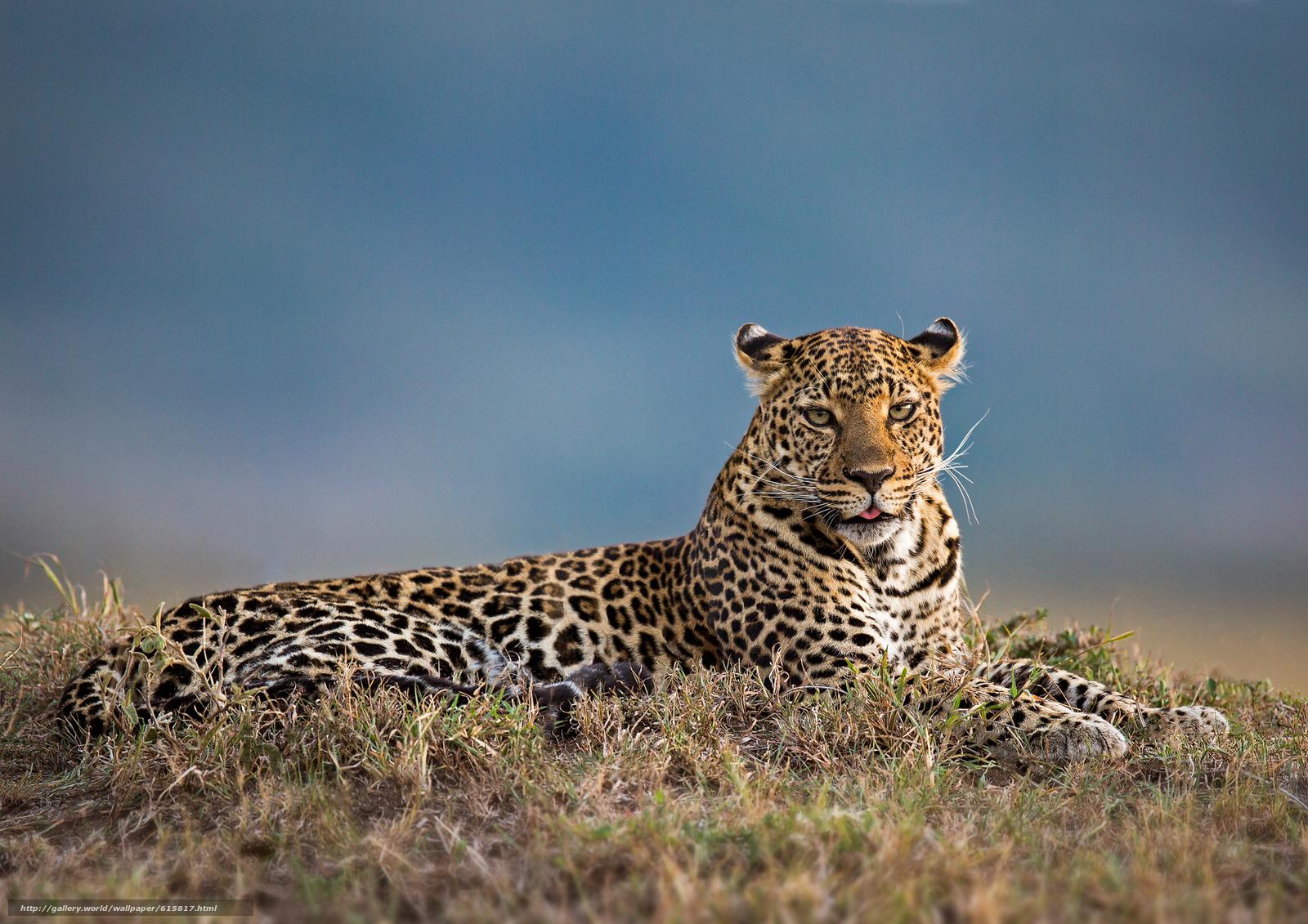 1600x1131 Download wallpaper leopard, Leopard female, Masai Mara, Kenya free desktop wallpaper in the resolution 2000x1414