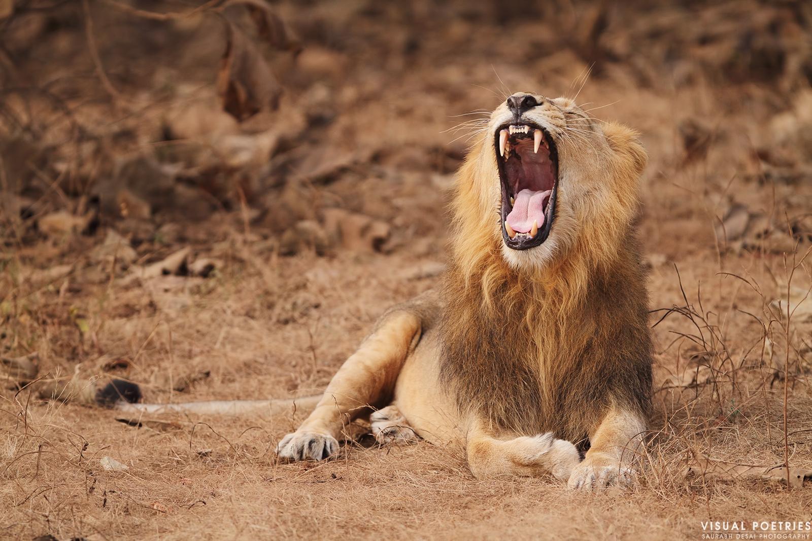 1600x1067 Raaju The Lion King