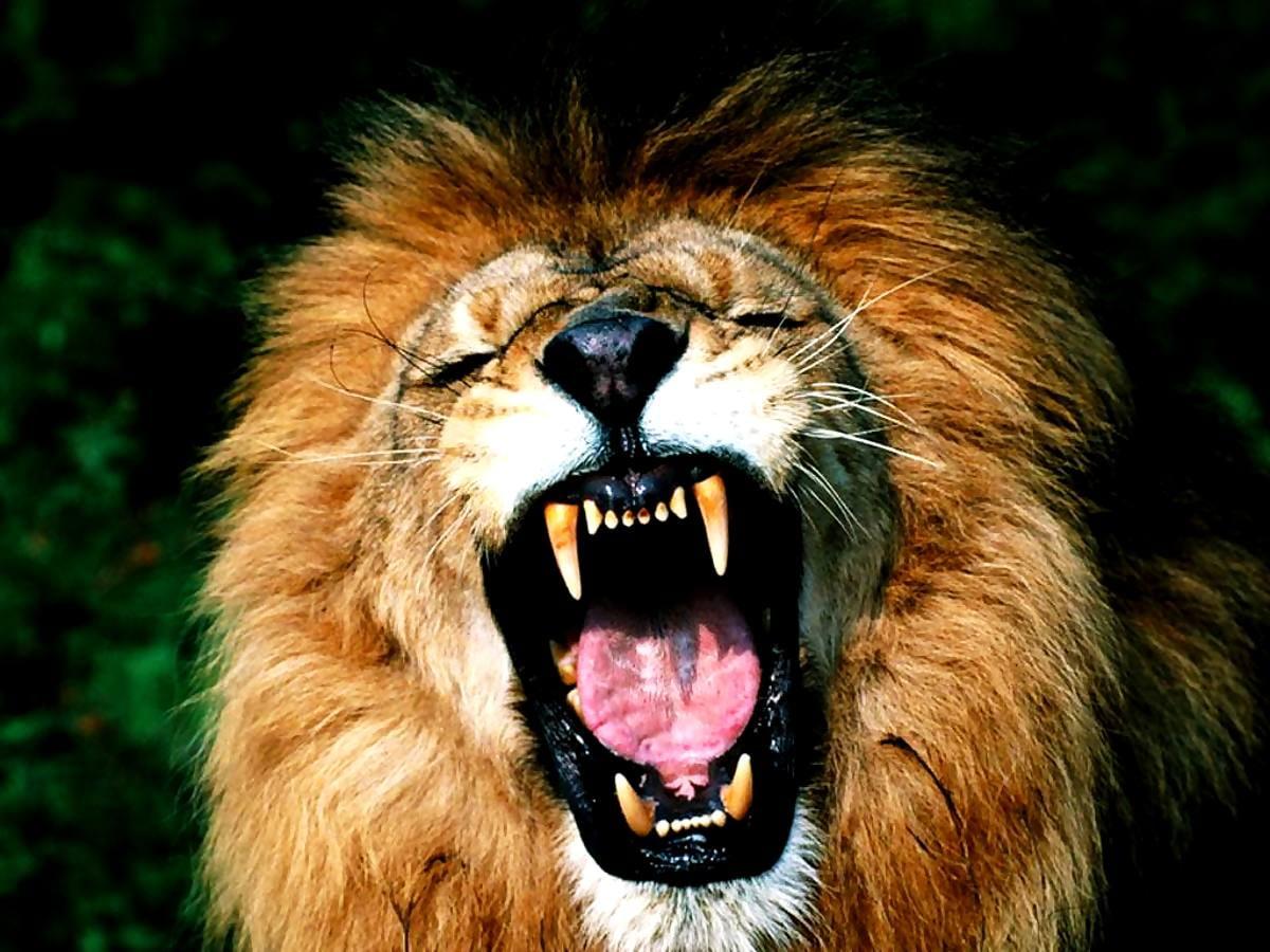 1200x900 Lion, Masai Lion, Wildlife wallpaper. TOP Free Download picture