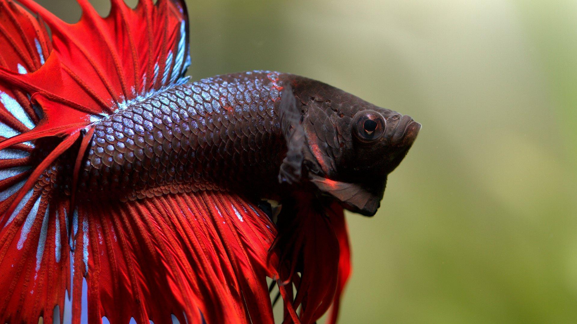 1920x1080 Title Animal Betta Siamese Fighting Fish Wallpaper Fish Desktop Background HD Wallpaper