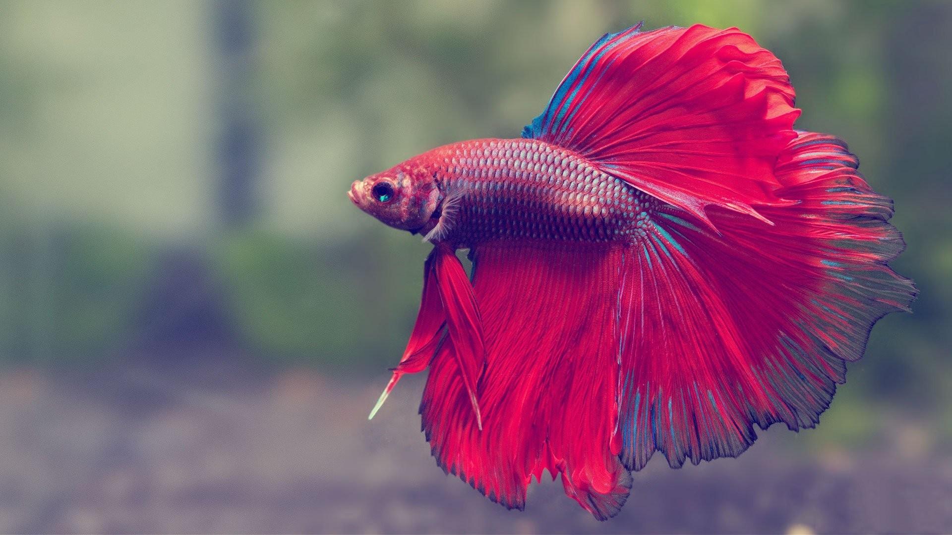 1920x1080 Betta Tag Fish Wallpaper HD 3D