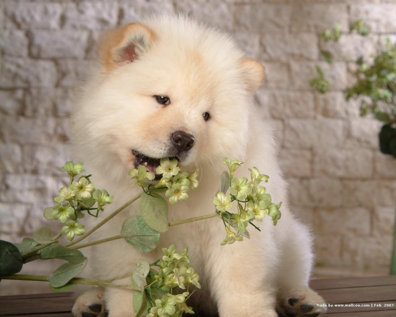 1280x1024 Puppies Wallpaper: Chow Chow Puppy Wallpaper. Chow chow puppy, Puppy wallpaper, Chow chow dogs