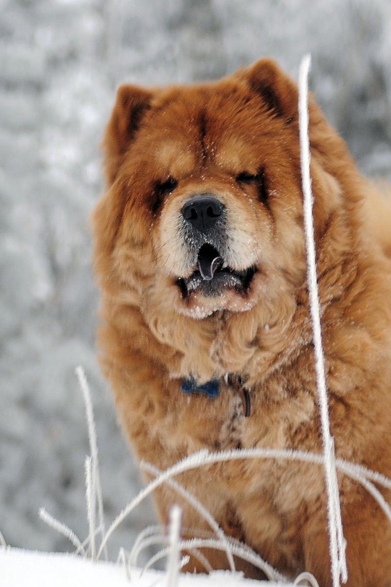 Chow Chow Dog Wallpapers - Top Free Chow Chow Dog Backgrounds ...