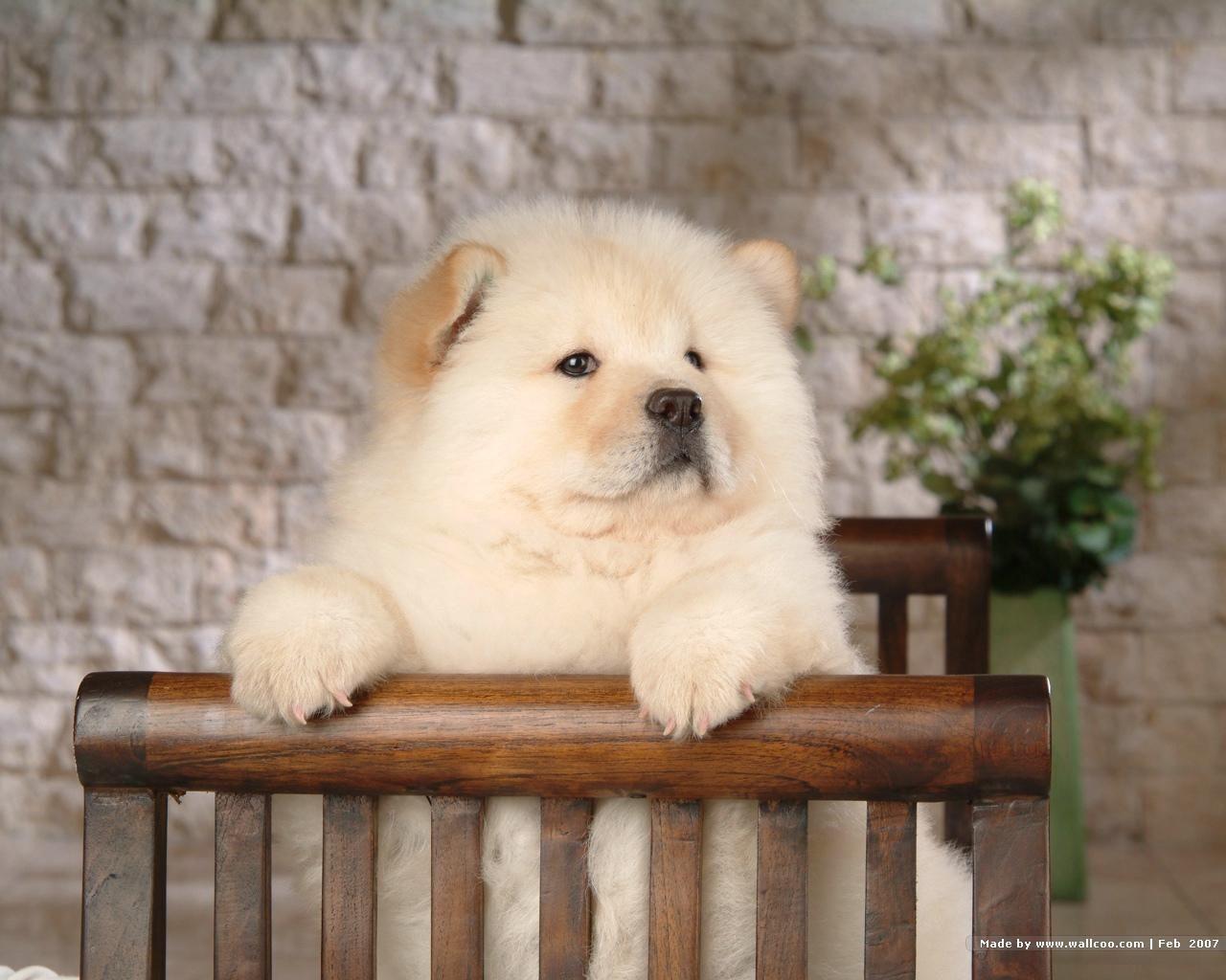 1280x1024 Dogs Wallpaper: Chow Chow Wallpaper. Chow chow puppy, Chow chow dogs, Chow chow dog puppy