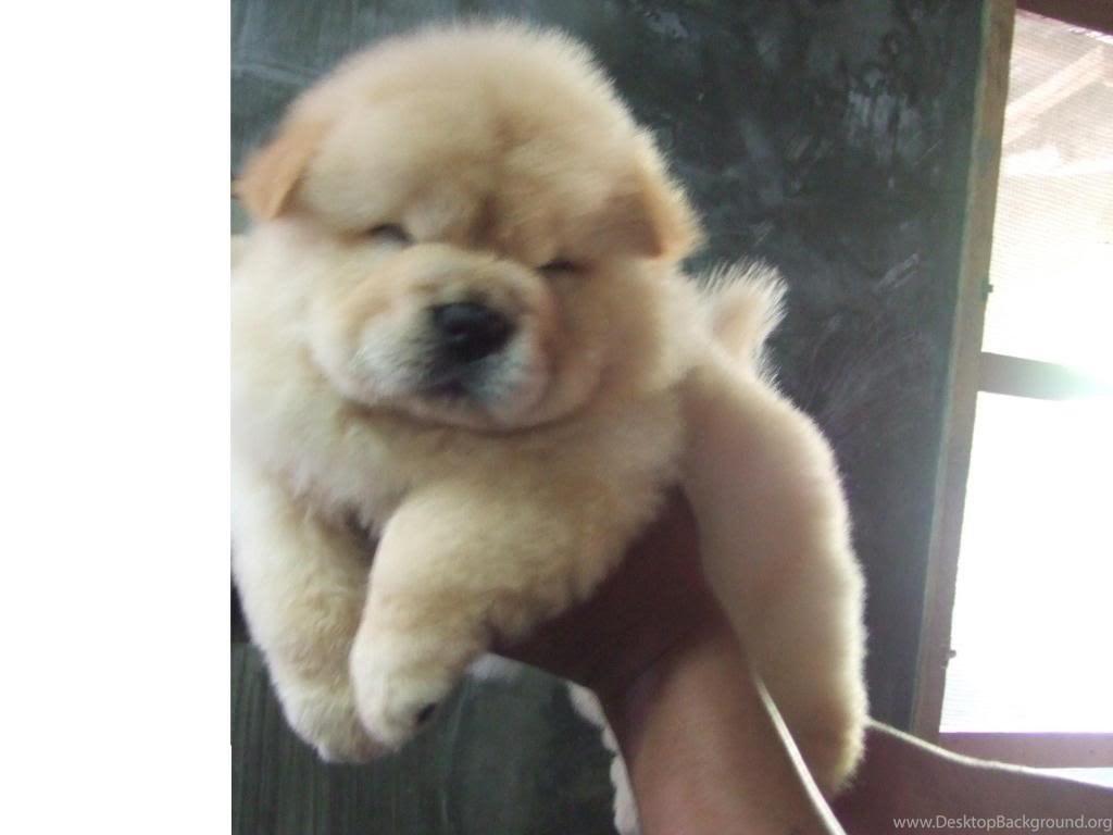 1024x768 Chow Chow Puppies The Dog Wallpaper Best The Dog Wallpaper Desktop Background