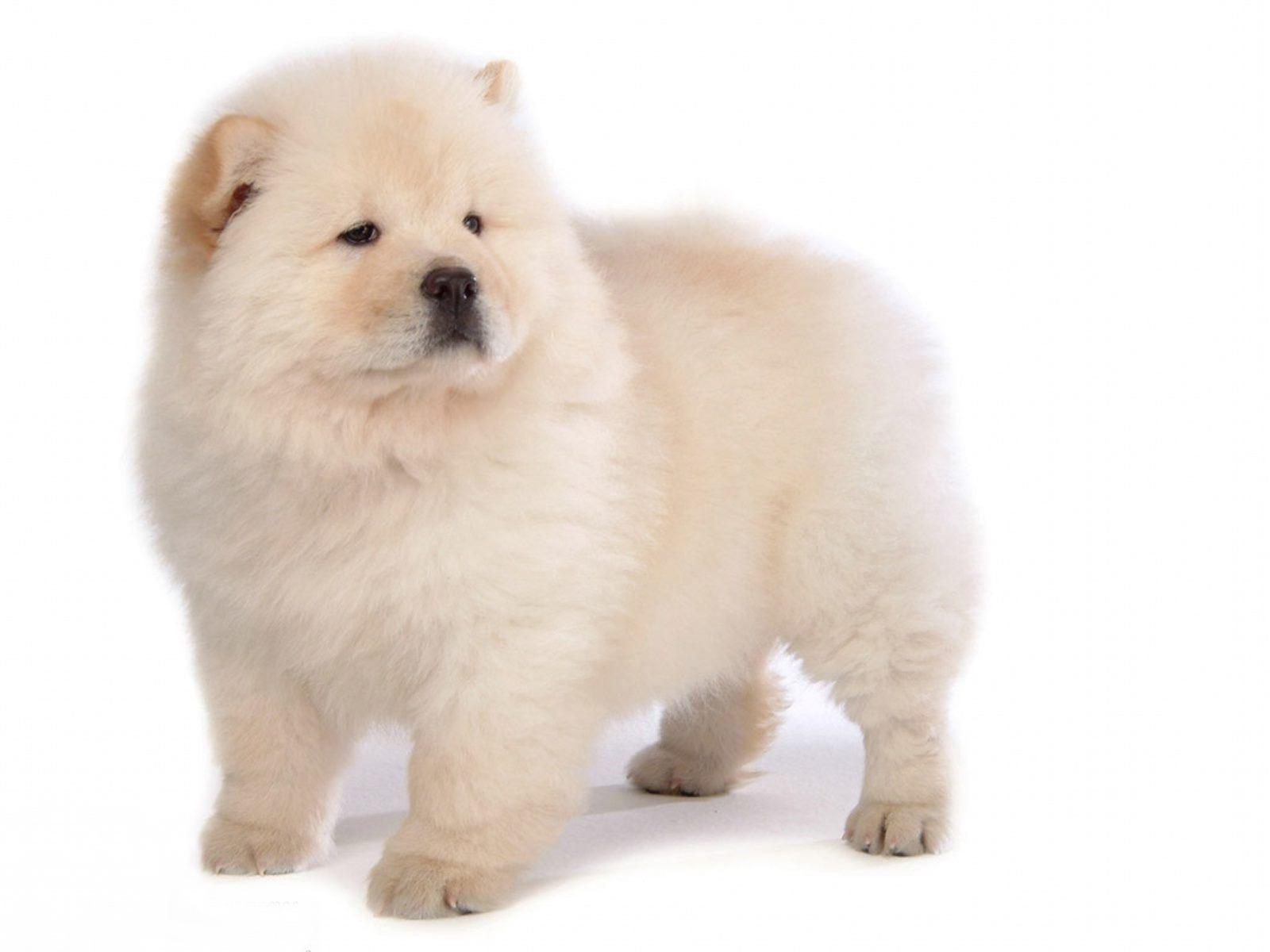 1600x1200 Chow Chow Dog Wallpaper