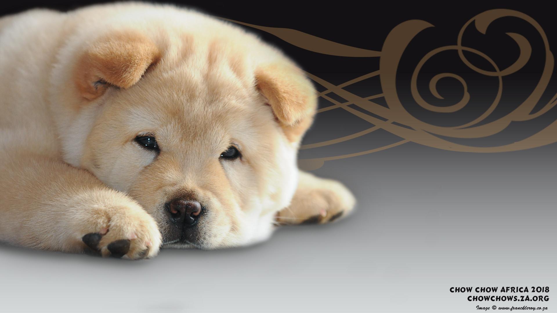 1920x1080 Chow Chow Wallpaper (best Chow Chow Wallpaper and image) on WallpaperChat