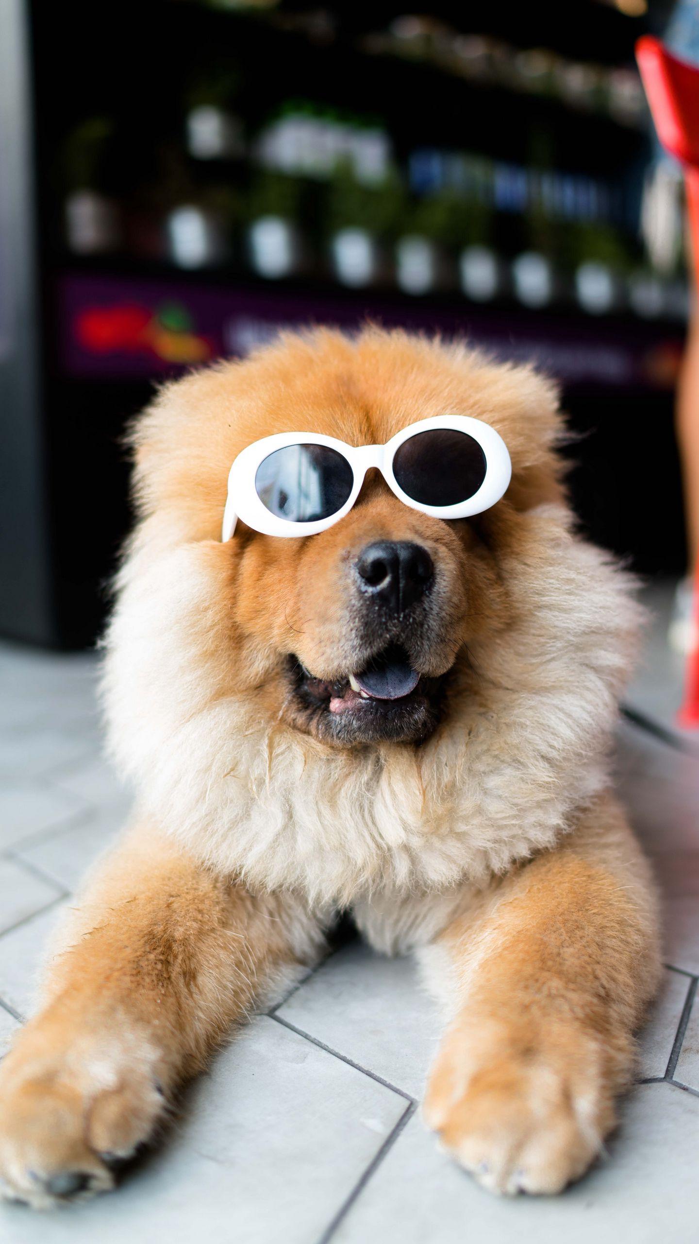 1440x2560 Download Wallpaper 1440x2560 Chow Chow, Dog, Muzzle, Glasses, Cool Qhd Samsung Galaxy S S Edge, Note, Lg G4 HD Background