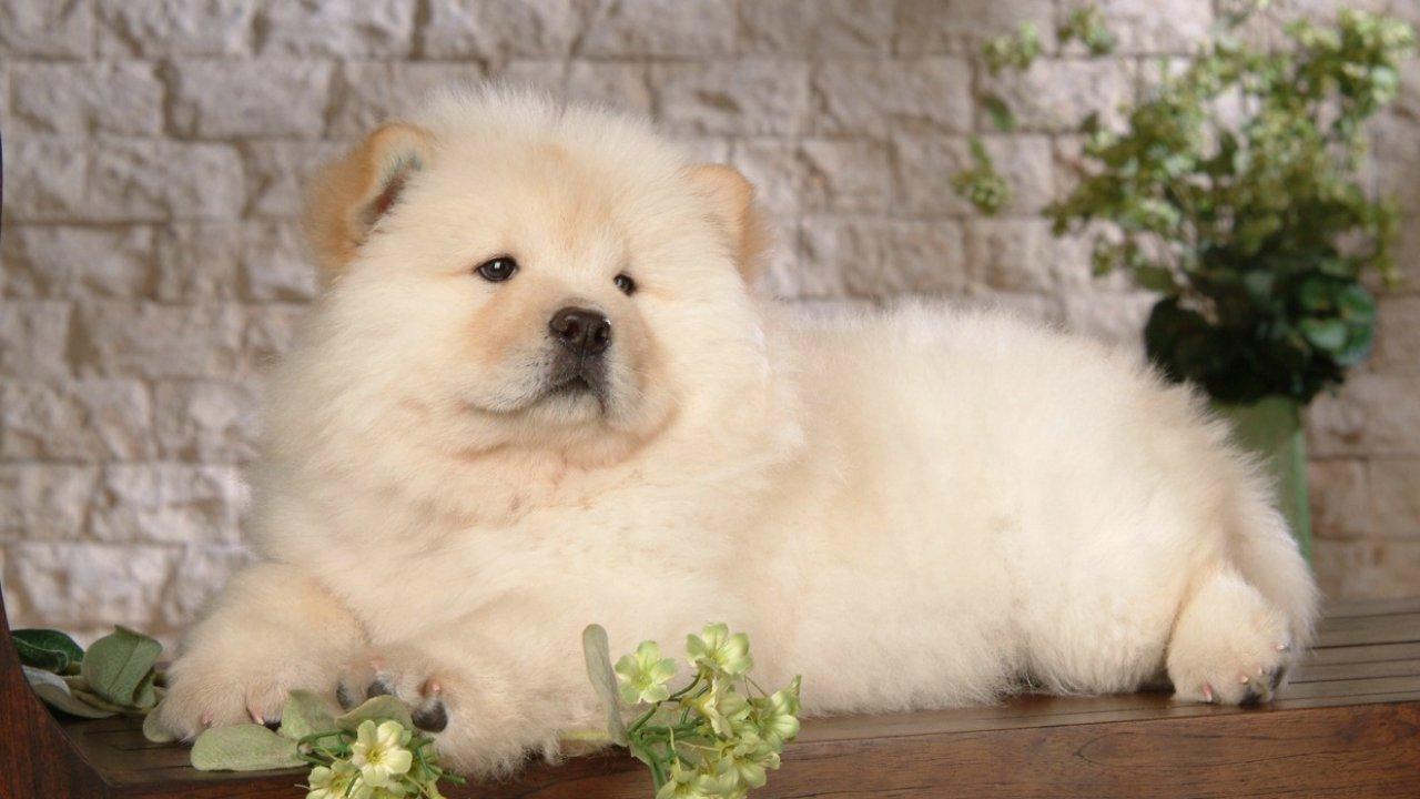 1280x720 Free download Chow Chow Puppy Dog Top Image Wide HD Wallpaper Of Dog [1280x720] for your Desktop, Mobile & Tablet. Explore Wallpaper of Dogs. Dog Wallpaper for Walls, Funny
