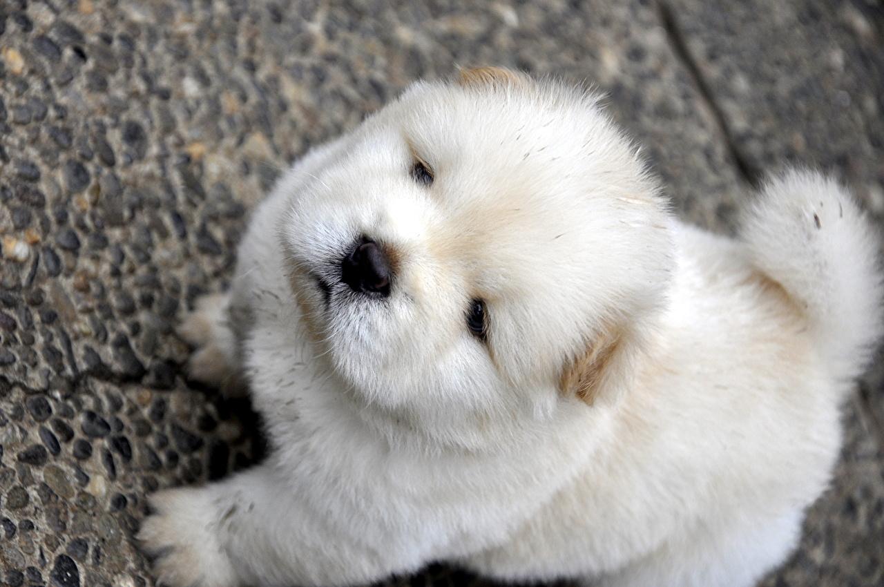 1280x850 Desktop Wallpaper Chow Chow Dogs White animal