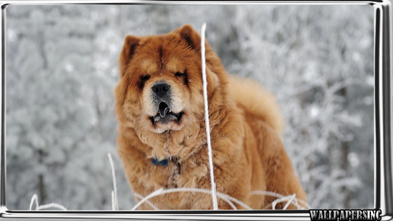 1280x720 Chow Chow Wallpaper for Android