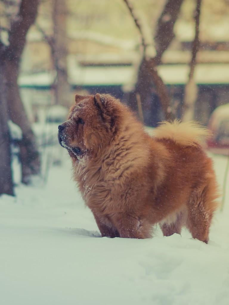 768x1024 Download 768x1024 Chow Chow Dog, Fluffy, Snow, Standing, Dogs Wallpaper for Apple iPad Apple iPad Mini