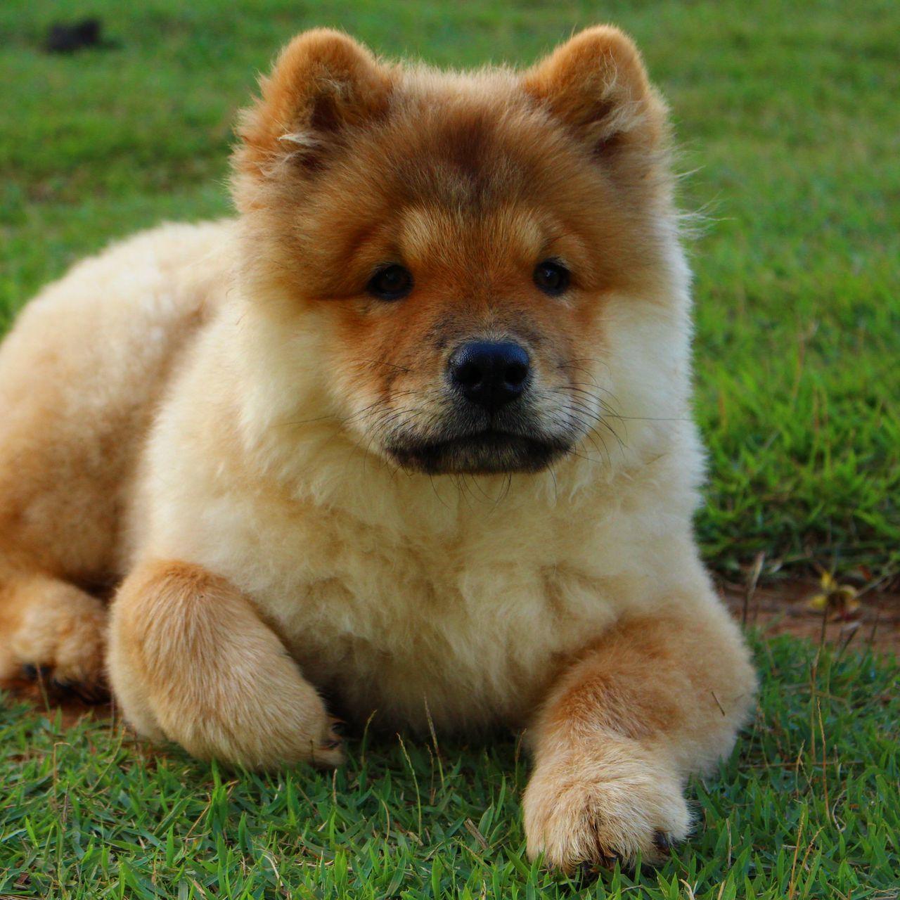 Chow Chow Dog Wallpapers - Top Free Chow Chow Dog Backgrounds ...