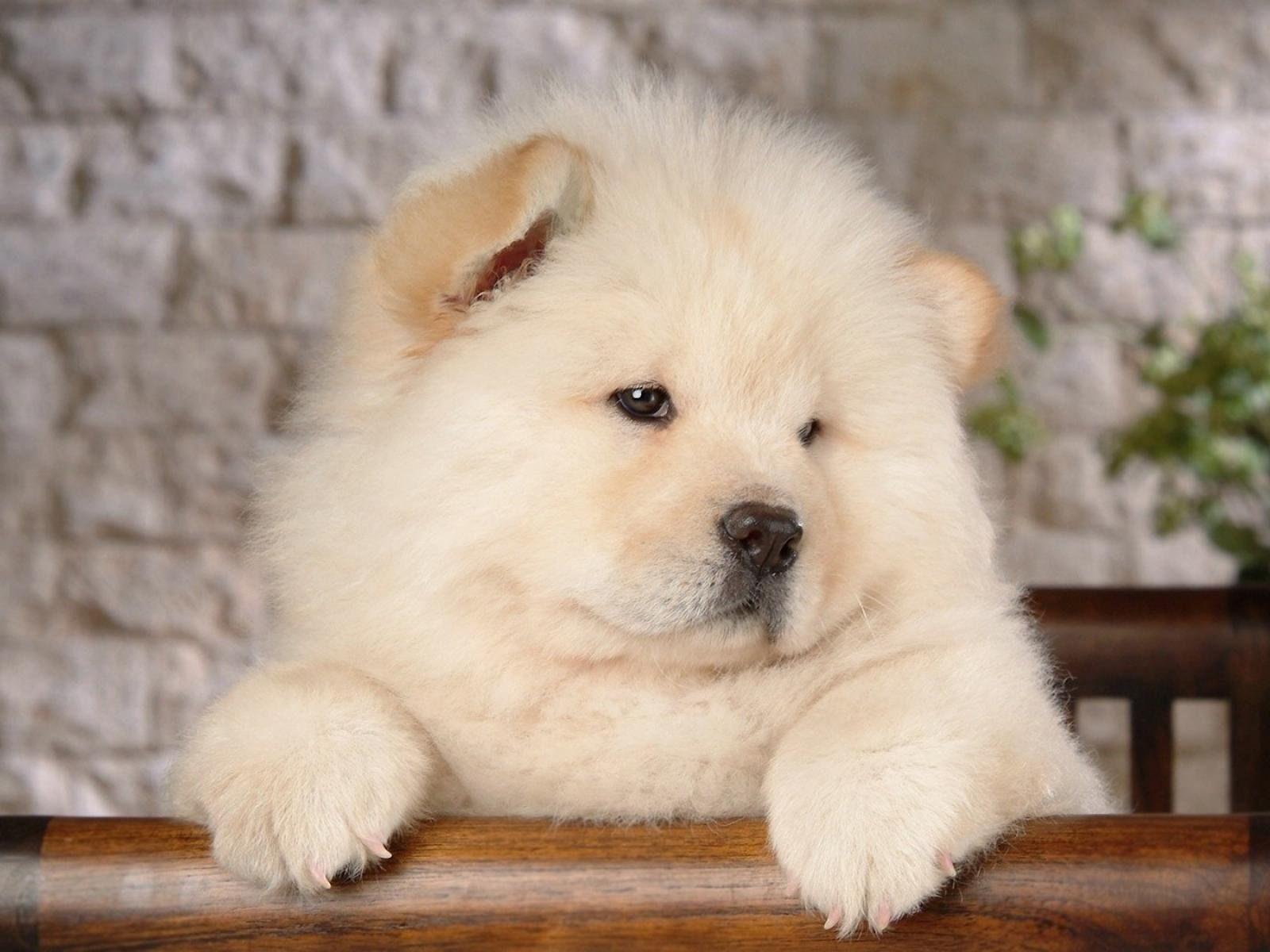 1600x1200 Chow Chow Vs Tibetan Mastiff