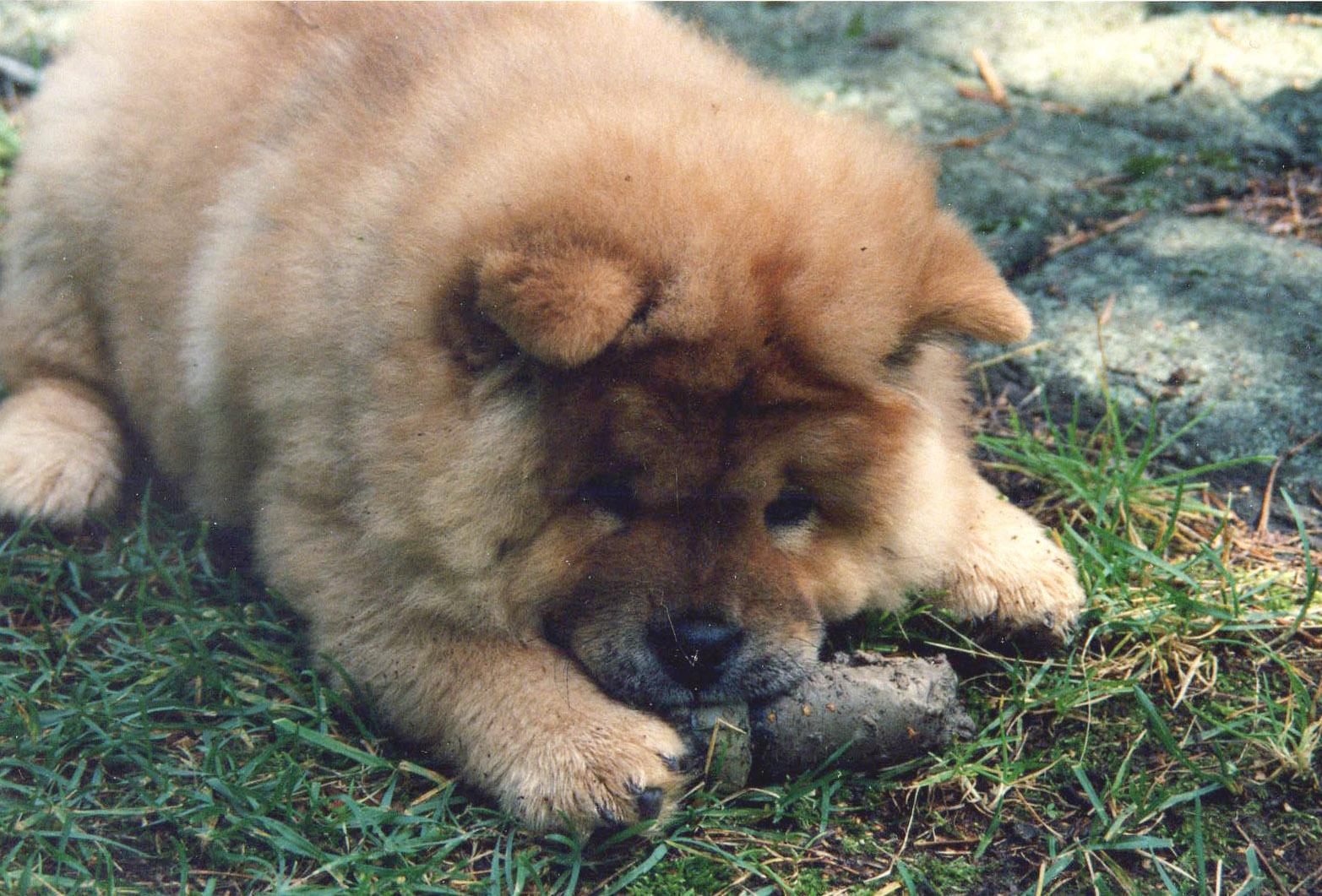 1565x1061 Chow Chow wallpaper, Animal, HQ Chow Chow pictureK Wallpaper 2019