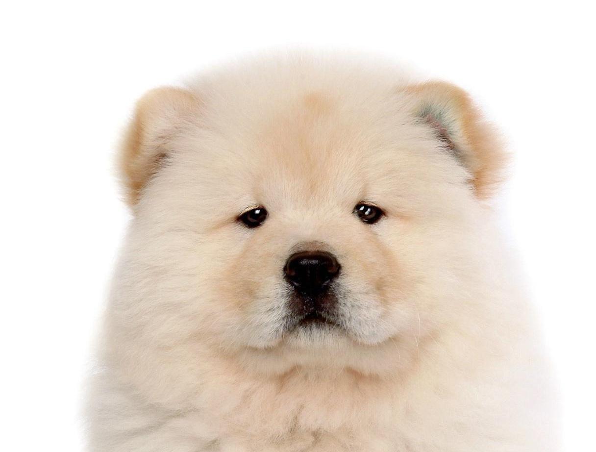 1216x922 Free Download Chow Chow 1080p Animals Wallpaper