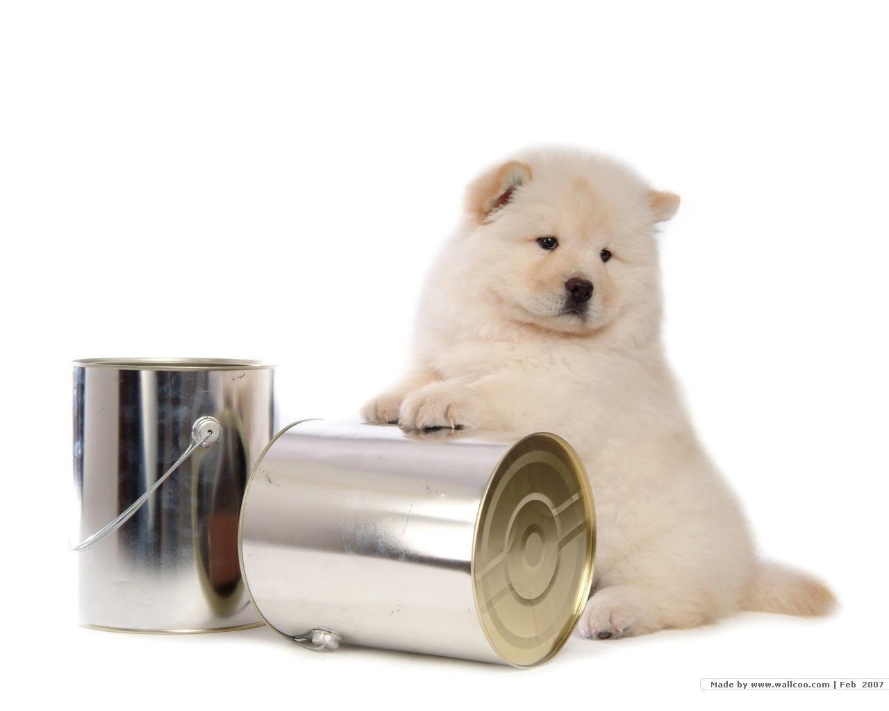 1280x1024 Puppies Wallpaper: Chow Chow Puppy Wallpaper. Chow dog, Chow puppy, Chow chow puppy