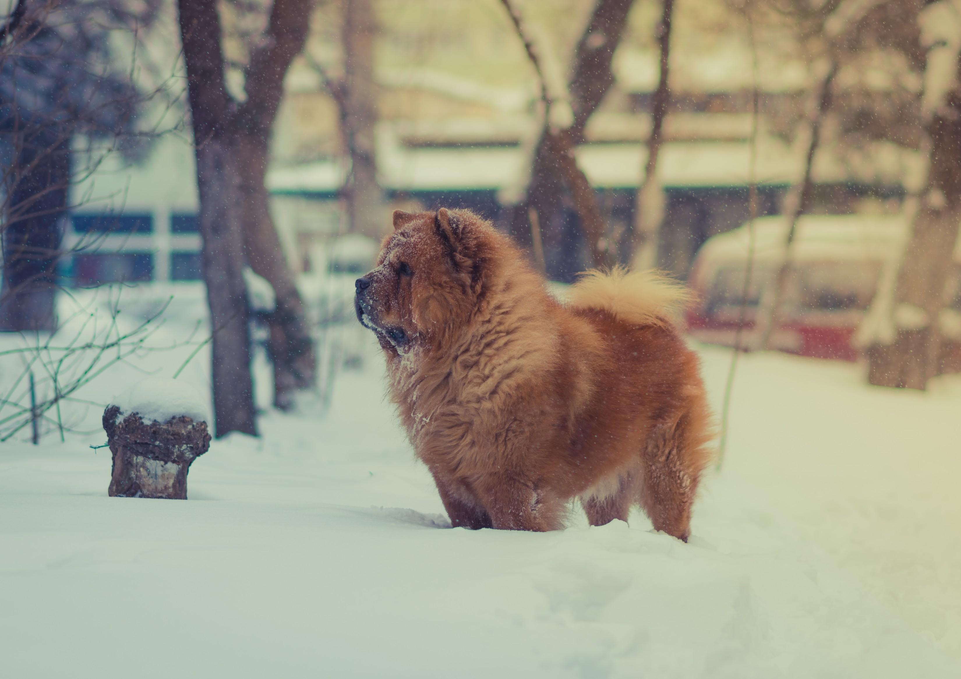 3300x2332 Download 3300x2332 Chow Chow Dog, Fluffy, Snow, Standing, Dogs Wallpaper
