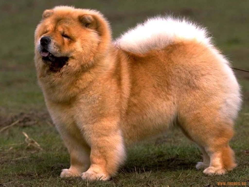 1024x768 Dog Wallpaper: Chow Chow Dog Breed Wallpaper Download