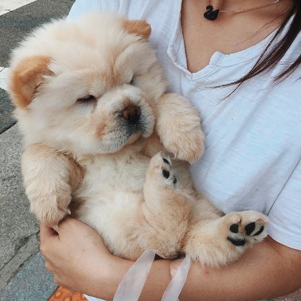 960x960 Chow Chow Wallpaper