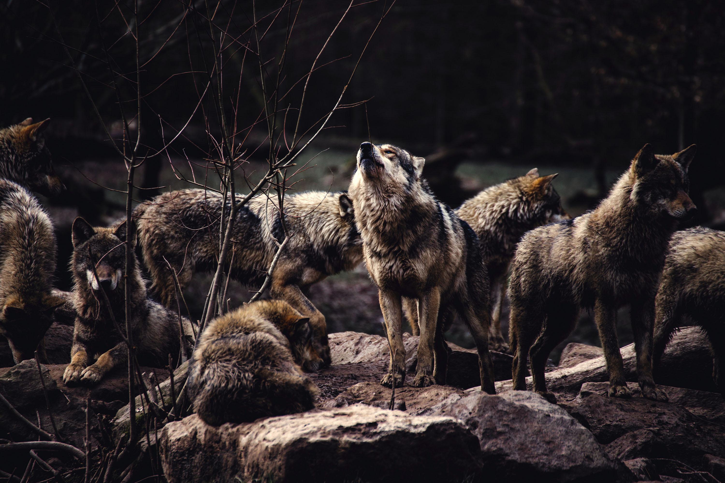 3000x2000 A pack of wolves, the alpha male prepared to howl HD Wallpaper