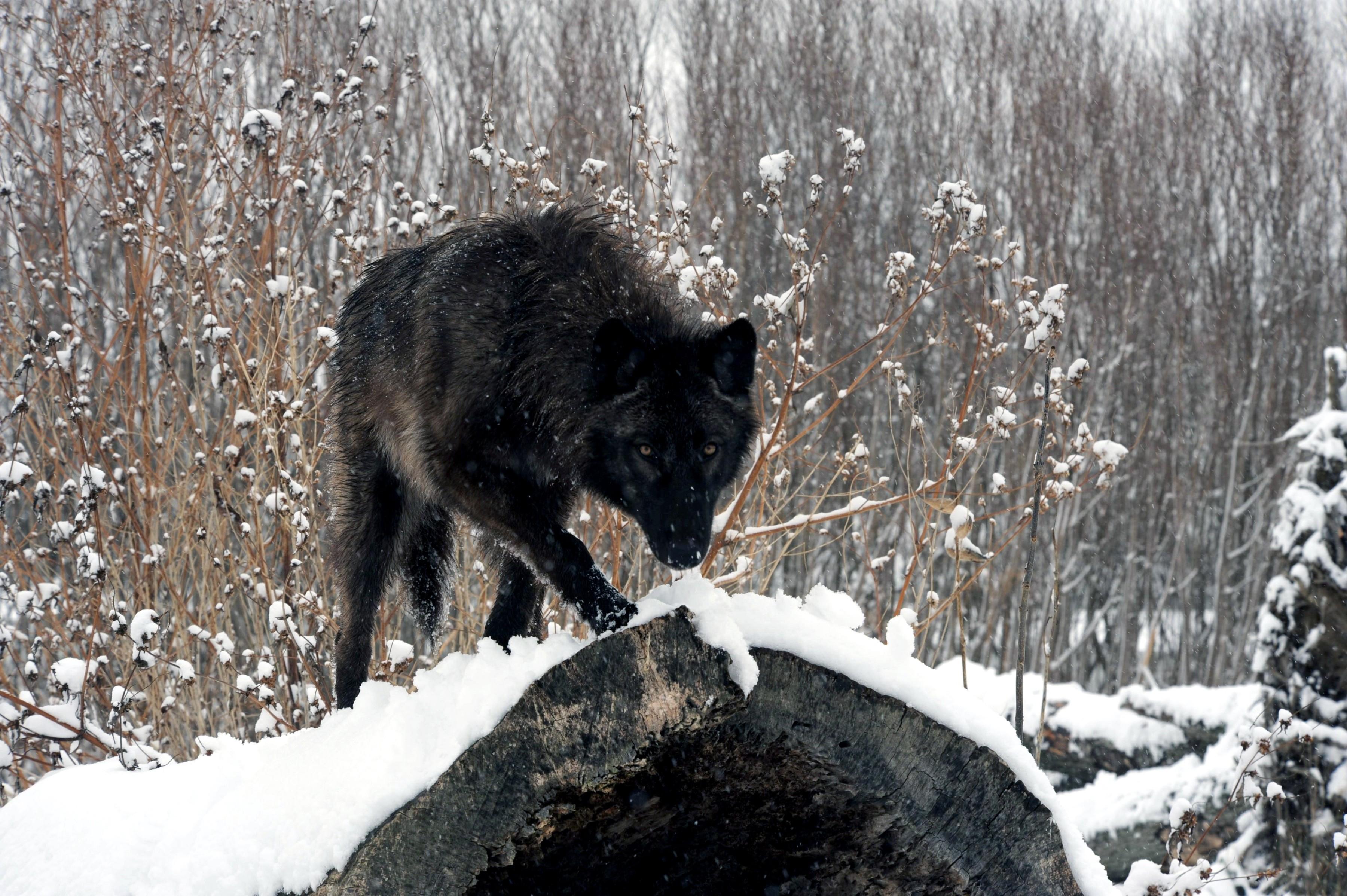 3600x2395 Wolf HD Wallpaper