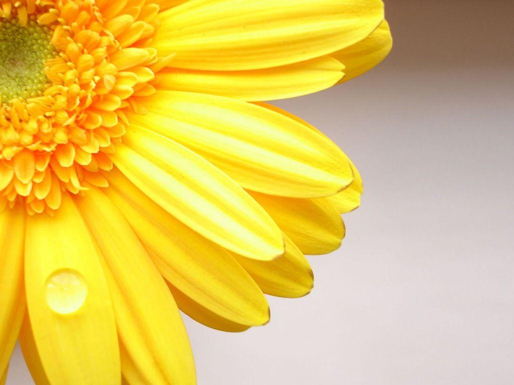 1024x768 Yellow Flowers Wallpaper, 46 PC Yellow Flowers Image in Special