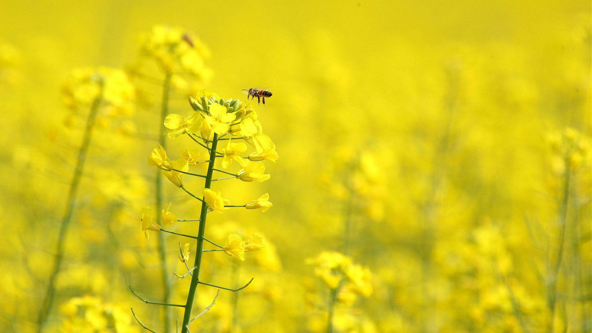 1920x1080 Free Yellow Flowers Background HD Wallpaper HD Desktop Wallpaper