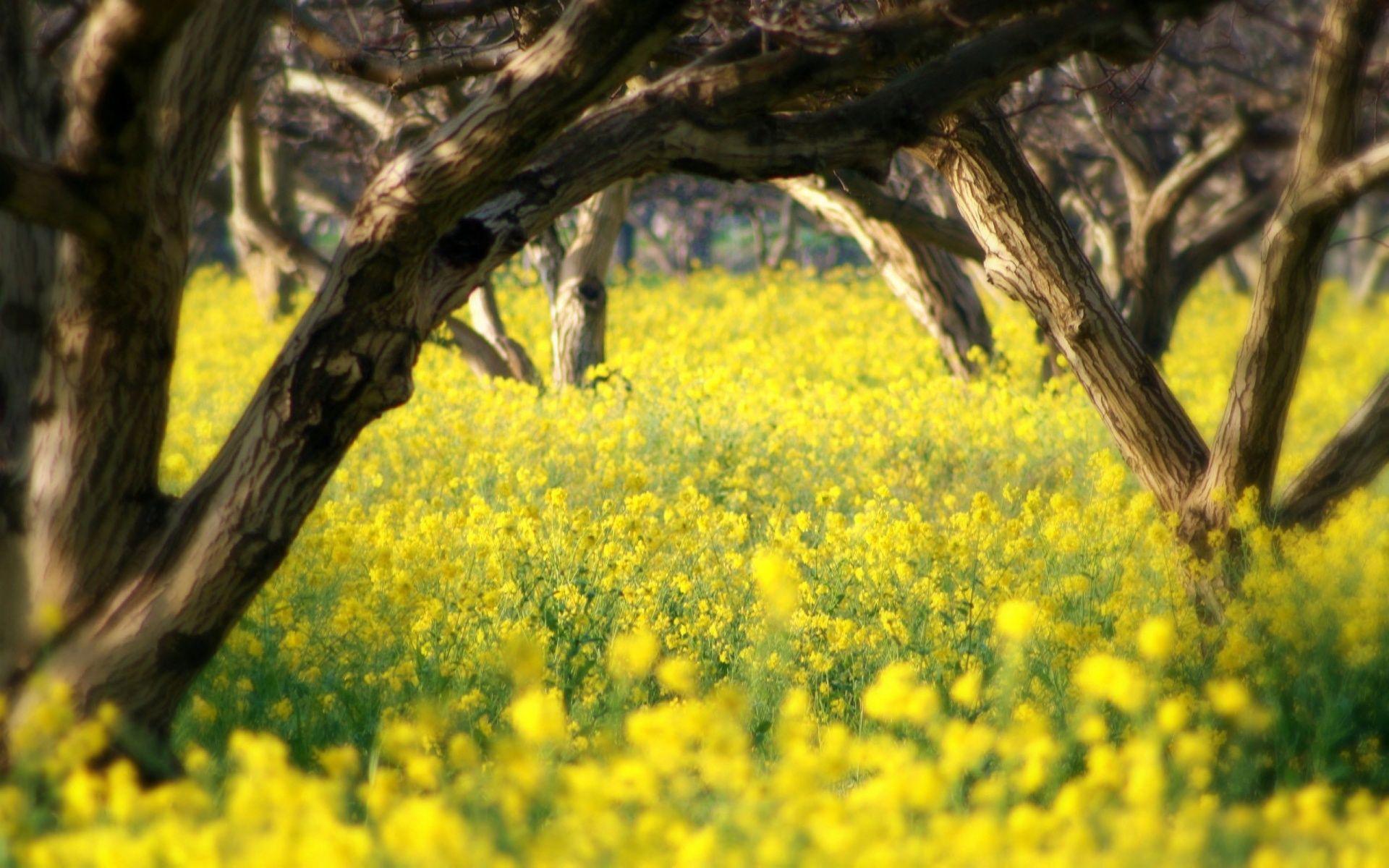 1920x1200 Summer Yellow Flowers desktop PC and Mac wallpaper