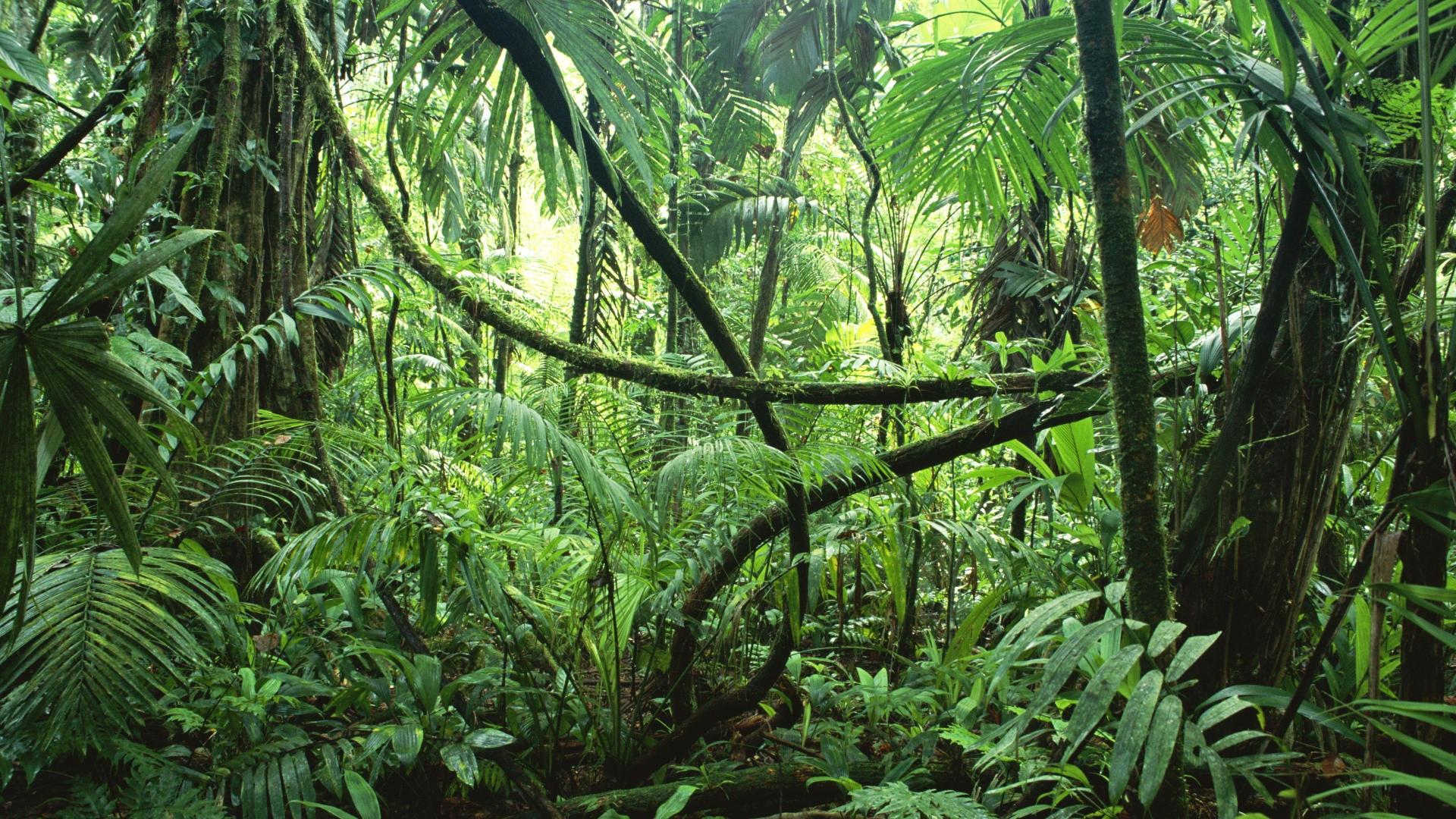 1920x1080 jungle forest 1920x1080 wallpaper High Quality Wallpaper, High Definition Wallpaper