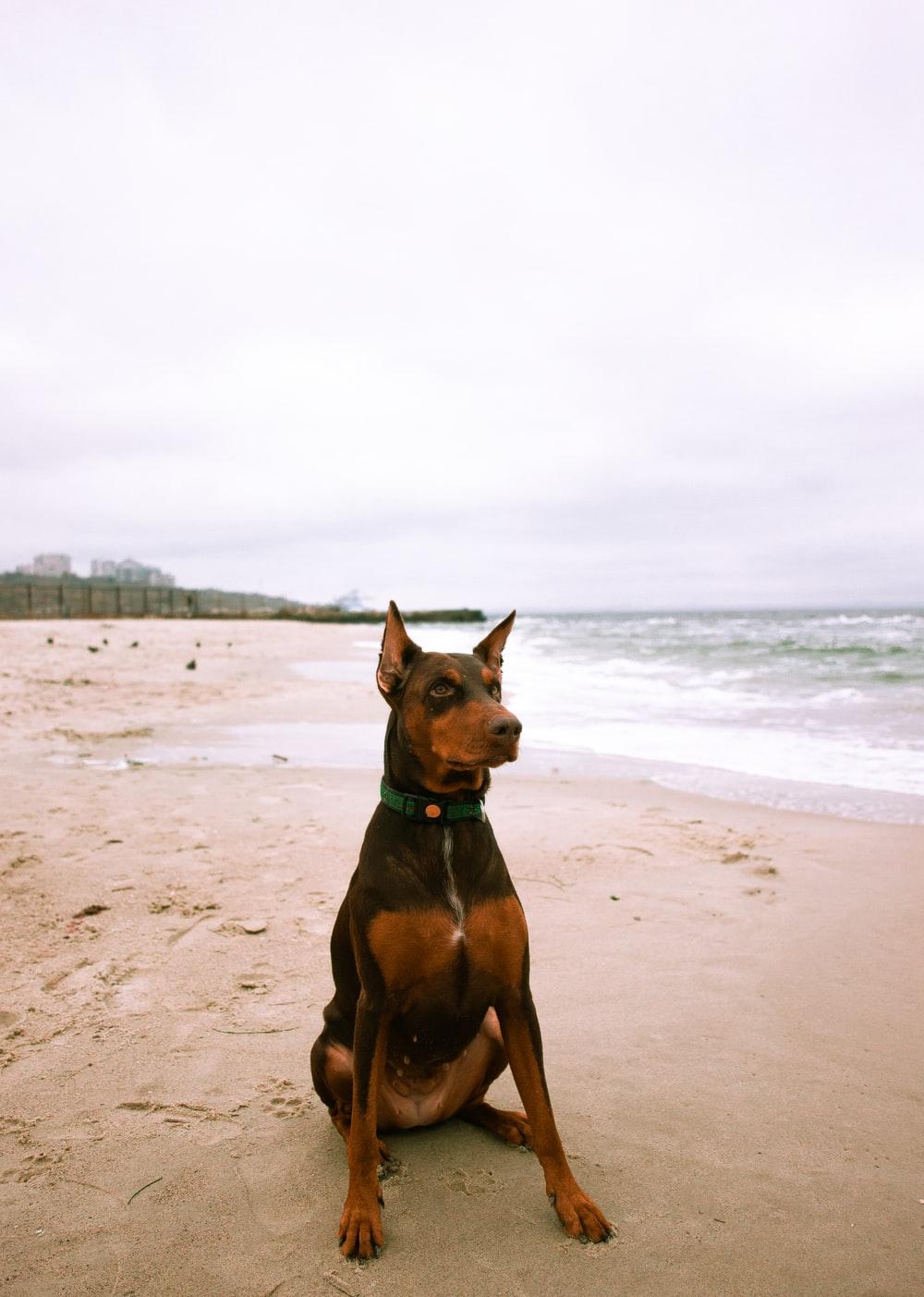 1000x1403 Doberman Pinscher Picture. Download Free Image