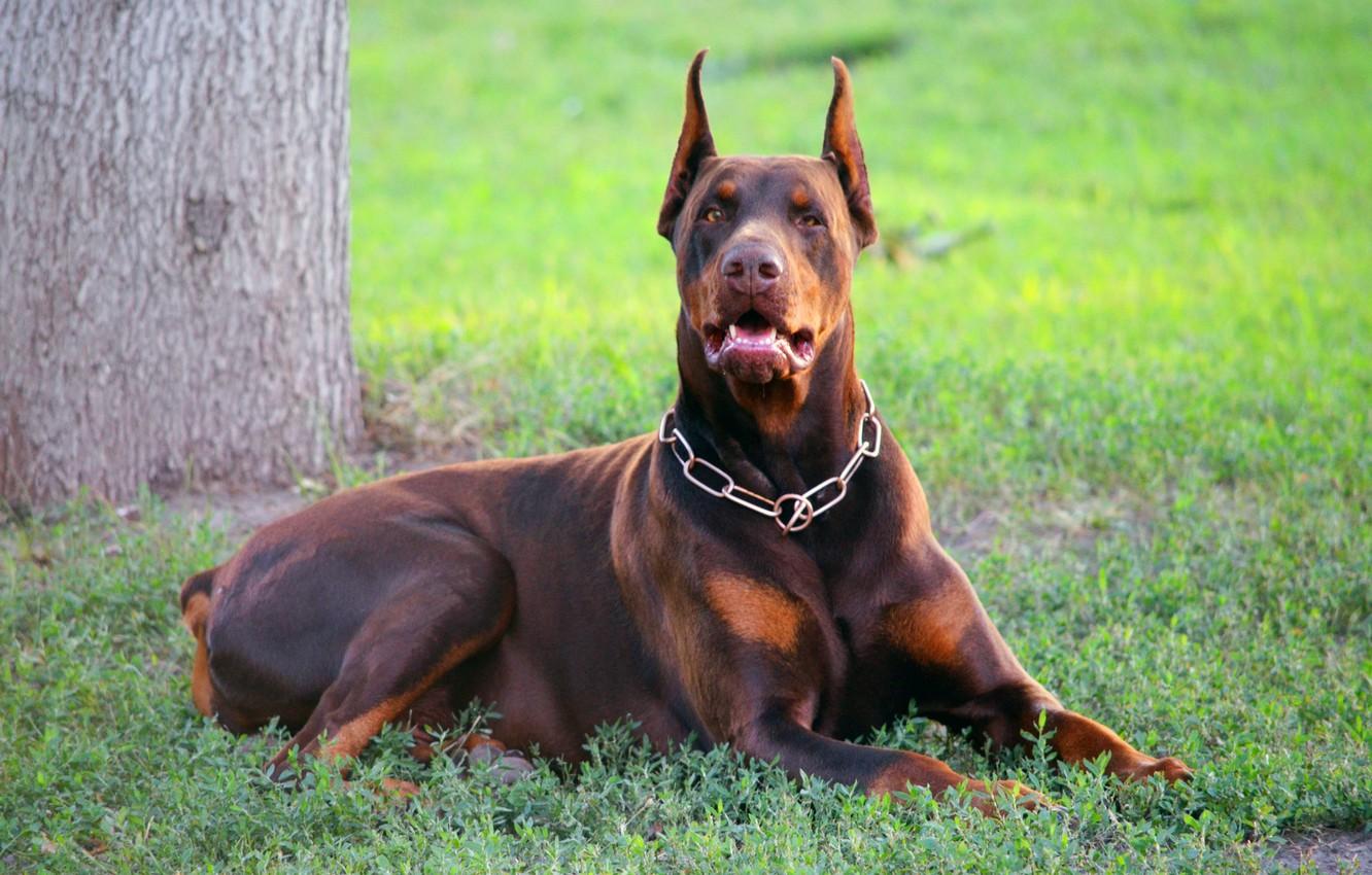 Brown Doberman Wallpapers - Top Free Brown Doberman Backgrounds ...