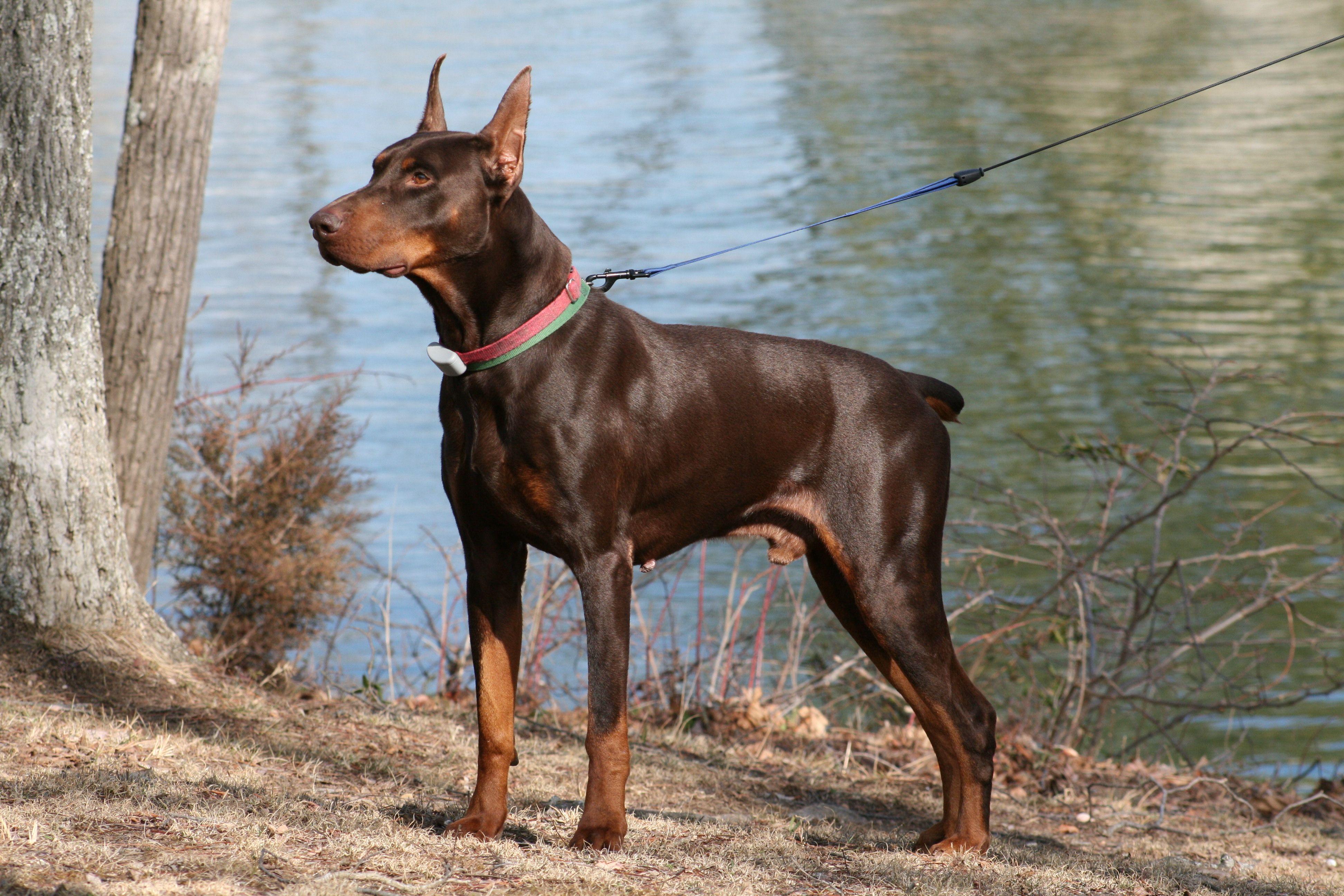3888x2592 IMG_ 888×592 pixels. Doberman pinscher, Doberman, Doberman pincher dog