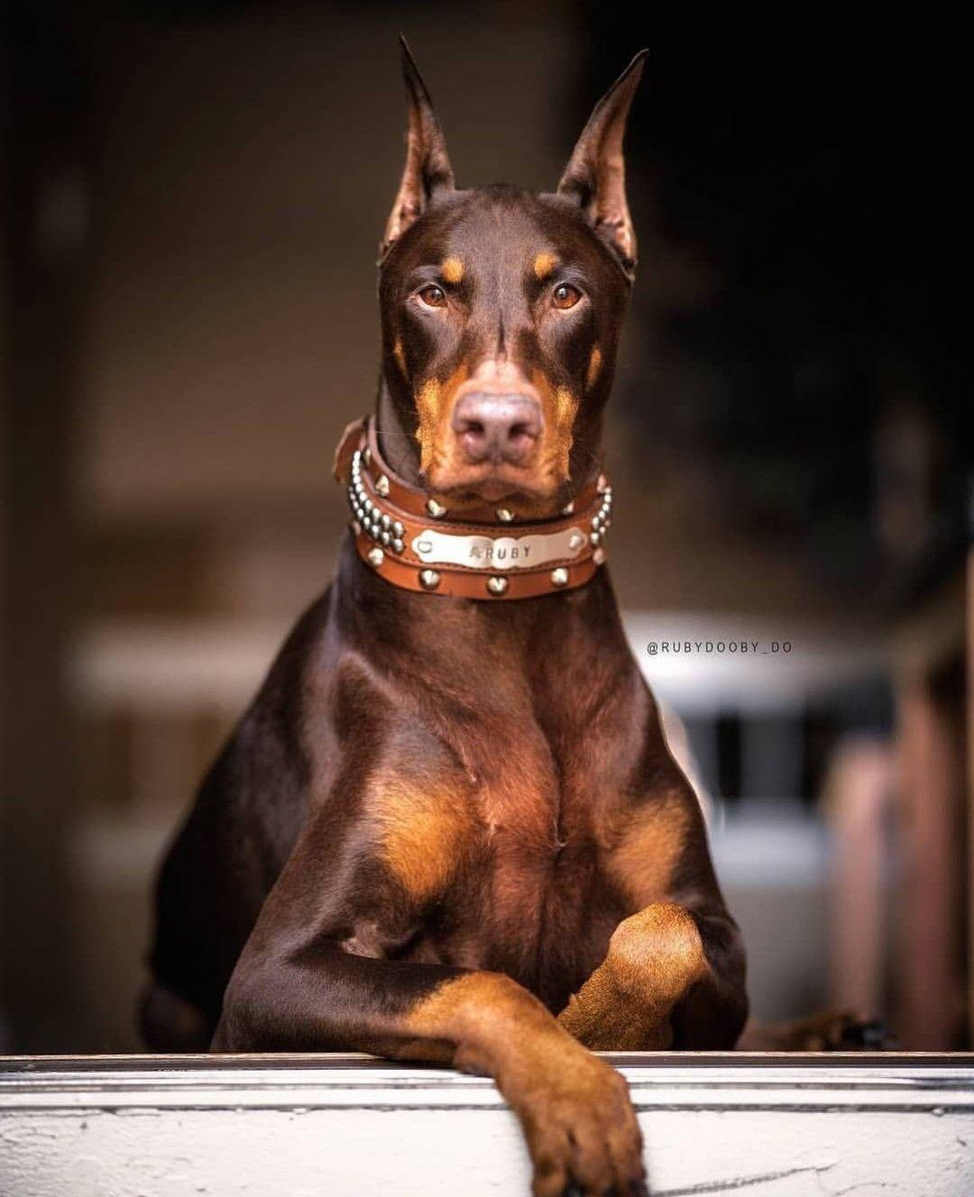 1080x1328 dobborman. Doberman, Wolf dog, Dobermann wallpaper
