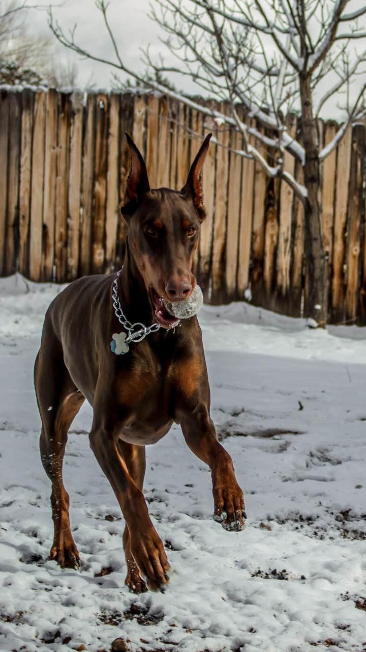720x1280 Doberman Wallpaper: Doberman Pinscher Wallpaper for Android