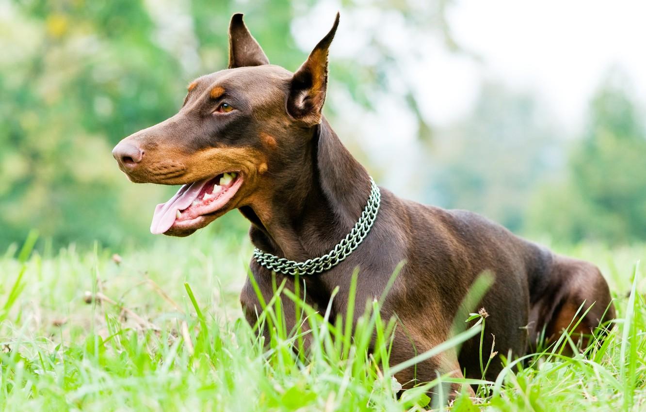 1332x850 Wallpaper grass, mouth, collar, female, yazye, Osh, Dobermans, brown Podpaly image for desktop, section собаки