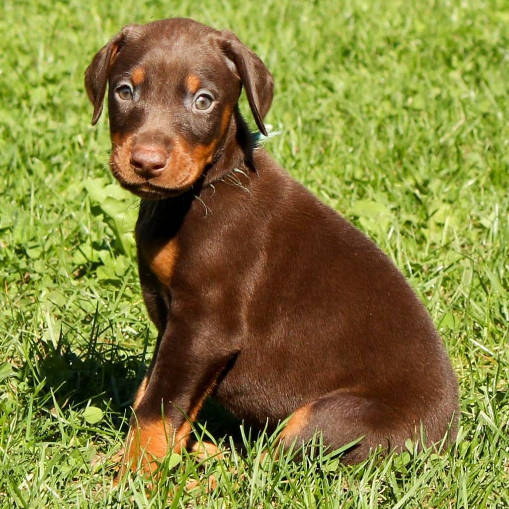 1024x1024 Doberman Pinscher Wallpaper