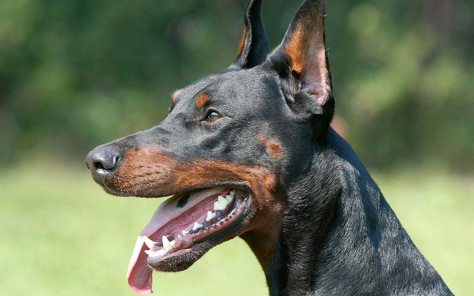1600x1000 Doberman, Doberman pinscher, Doberman dog