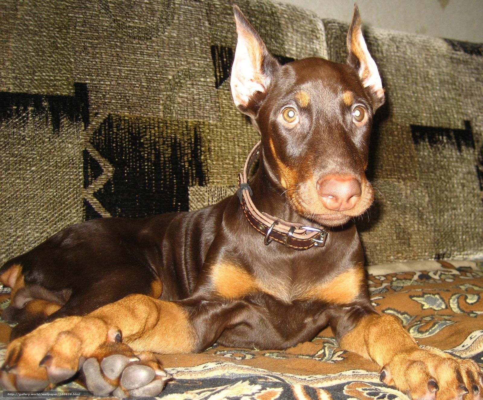 1600x1324 Download wallpaper doberman, dog, pinscher free desktop wallpaper in the resolution 2254x1865