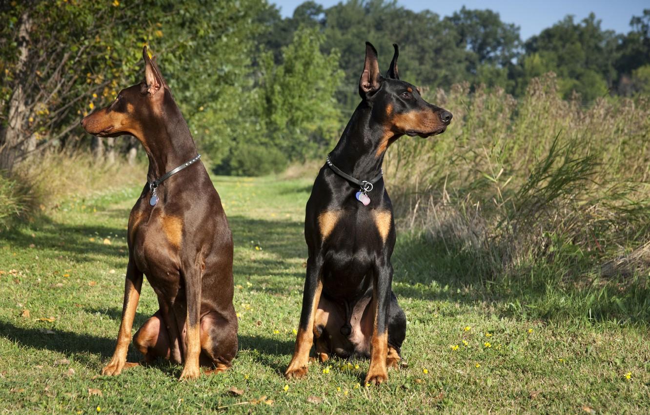 1332x850 Wallpaper Black, Pair, Brown, Dobermans, Tampa Family Lawyer Image For Desktop, Section собаки
