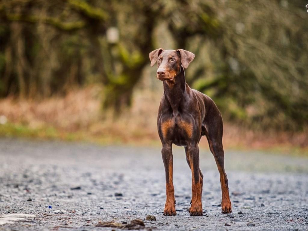 1024x768 Doberman Pinscher 187 High Resolution Wallpaper. Desktop Background