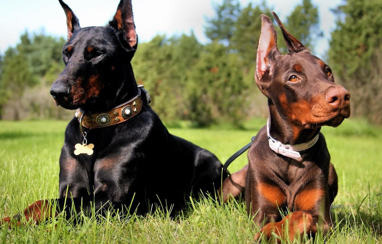 1332x850 Wallpaper grass, brothers, Dobermans, black and tan, acute, brown and tan image for desktop, section собаки