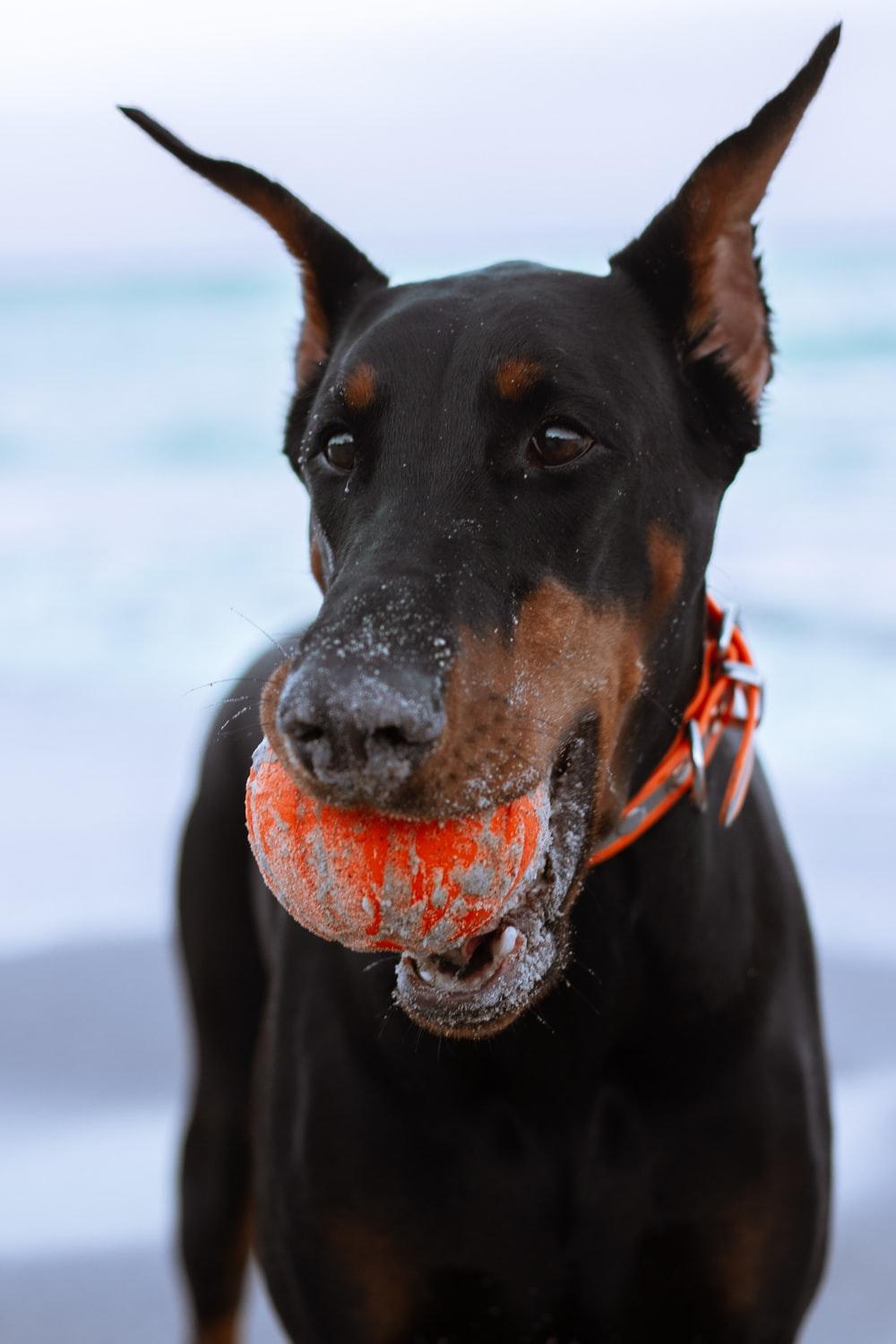 1000x1500 Doberman Pinscher Picture. Download Free Image