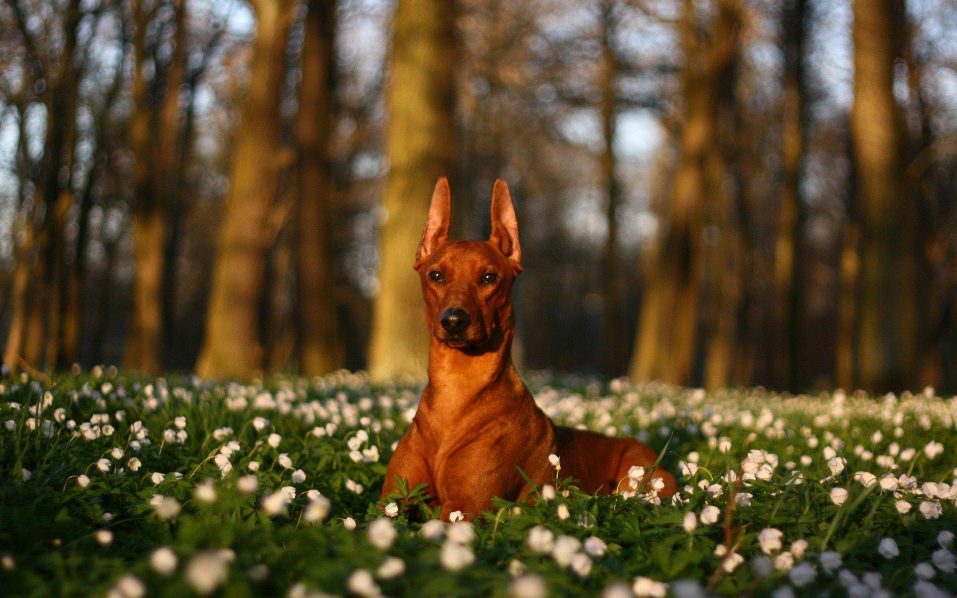 1920x1200 Doberman Pinscher Wallpaper