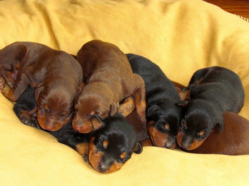 1024x768 Buy Sell Adopt Doberman Puppies In India