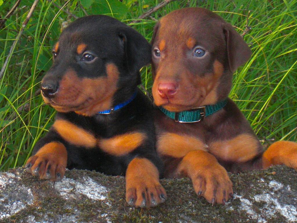1024x768 Free download netdobermanwallpaper un nuevo fondo de pantalla de doberman 2 [1024x768] for your Desktop, Mobile & Tablet. Explore Doberman Wallpaper. Doberman Pinscher Wallpaper