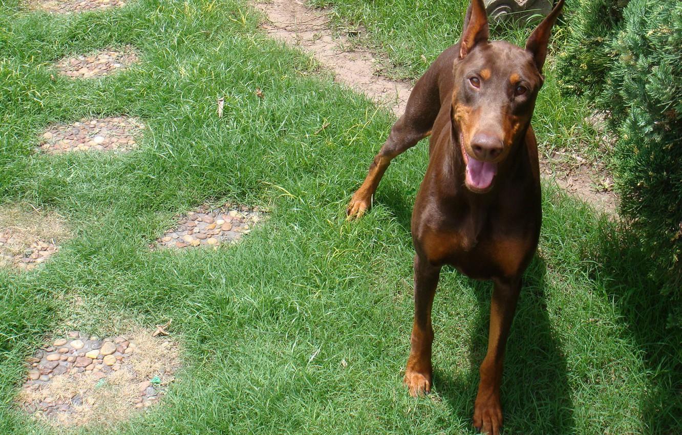 1332x850 Wallpaper language, grass, look, Doberman, red, color, brown, green image for desktop, section собаки
