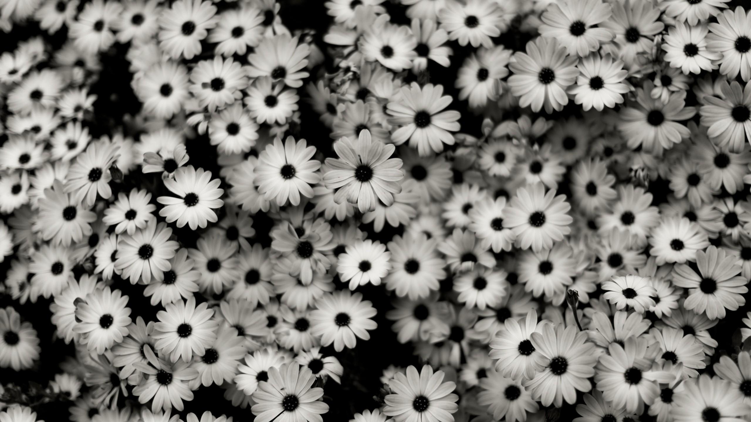 2560x1440 X 1440 Wallpaper Black
