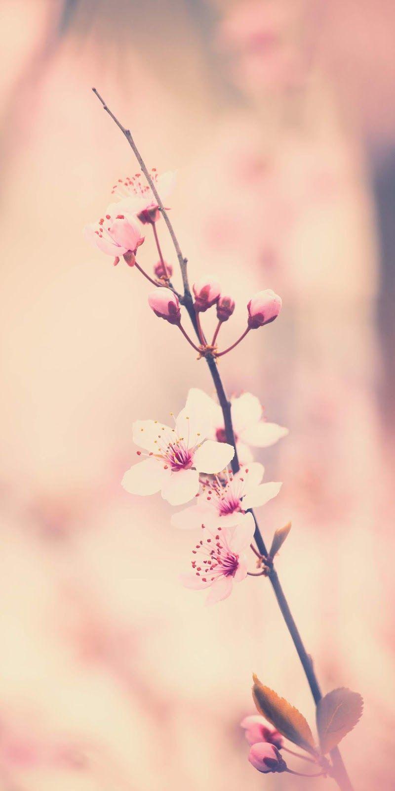 800x1600 vintage cherry blossom #wallpaper #iphone #android #background #followme. Cherry blossom wallpaper, iPhone background wallpaper, Pretty wallpaper iphone